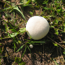 White Puffball Mushroom In The Grass In The Sunlight. Top View, Square Photo.