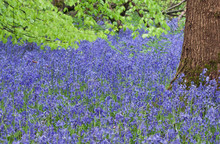 Tree Trunk In A Carpet Of Bluebells