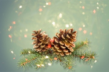 Poster - Pine cones with branch on a white background.