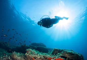 Wall Mural - Scuba diver observes life on a reef.