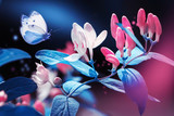 Fototapeta Kwiaty - Spring and summer natural background. Beautiful blue butterfly on a background of pink flowers and buds in the spring garden. Plastic pink and ultraviolet colors.