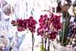 Orchideen in dunkellila im Hintergrund weiße und silberne Weihnachtskugeln wunderschön