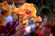 Orange Orchideen mit schönen bokeh im Hintergrund 