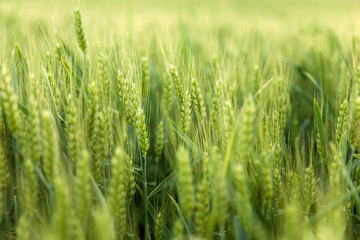 Weath cereal field in the summer