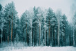 Natural background, scenery: trees in frost on the coldest winter day.