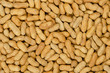© Peter Hermes Furian - Peanuts with shell, background. Also groundnut or goober. Pile of unshelled, dry roasted whole pods of Arachis hypogaea, used as snack, oil crop and grain legume. Macro food photo close up from above.