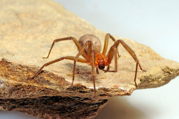 Canvas Print - chilenische Winkelspinne (Loxosceles laeta) - Chilean recluse spider