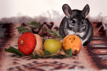 Little gray chinchilla in house