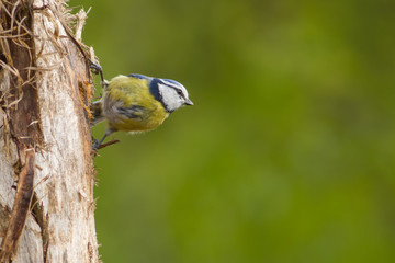 Blue tit sitting on a tree looking at the right with a green background