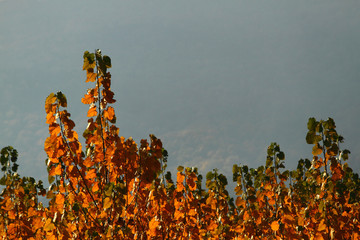 Wall Mural - tree in autumn