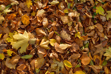 Wall Mural - Fall of leaves on the ground in the woods