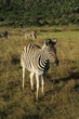 Zebra in Afrika