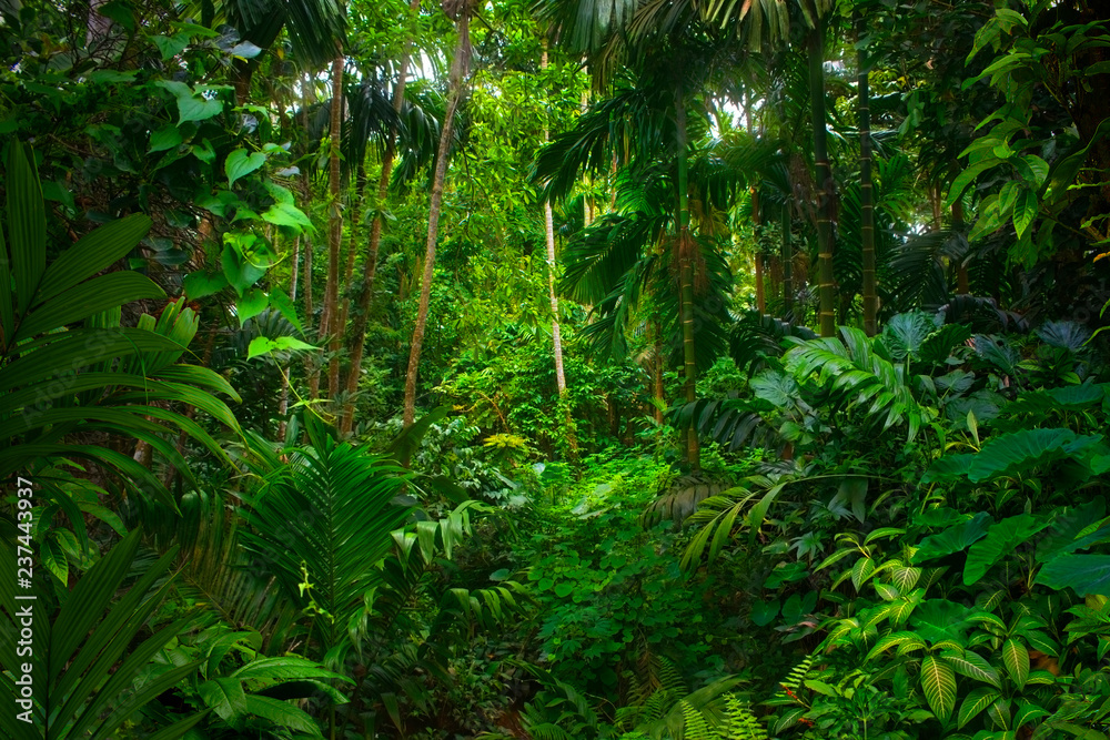 Asian tropical rainforest - obrazy, fototapety, plakaty 