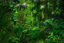 Asian Tropical Rainforest