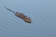 A curious muskrat swims close to look over the photographer
