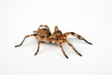 Canvas Print - Tarantel (Lycosa sp.) Wolf spider