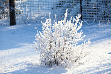 Sticker - Bush of currant covered with snow wintering on home garden, sun light on snowdrift