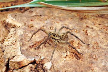 Sticker - Tarantel aus Südafrika (Lycosa sp.) Wolf spider from south africa