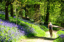 A Woman Walking By Bluebell Flowers In The Woods In Spring, Kent, England