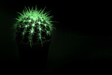 Cactus Is Highlighted In Green In The Dark