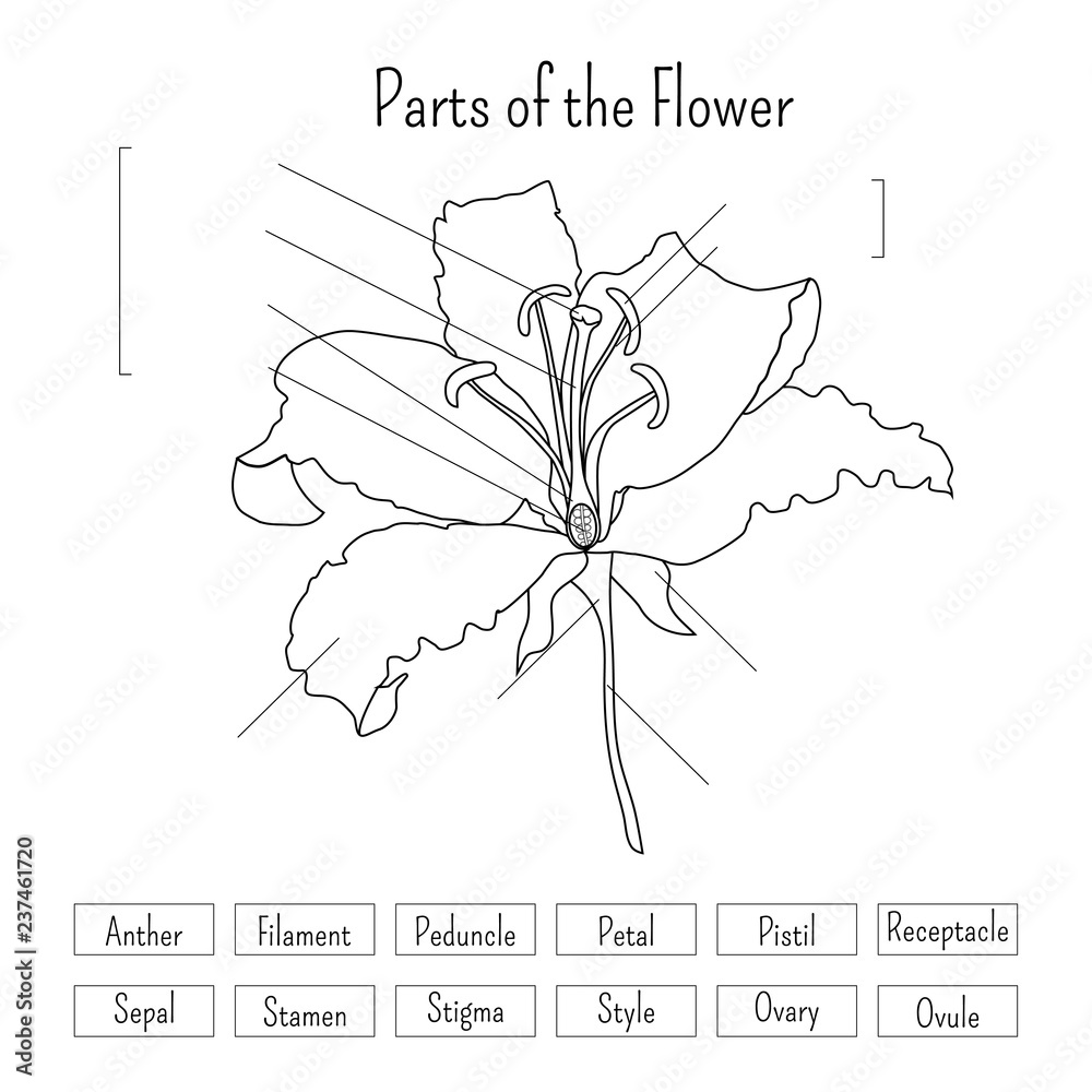 Parts of the flower worksheet in black and white. Lily flower anatomy.  Stock Vector | Adobe Stock