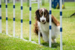 © Lauren Grabelle - English springer spaniel running through obstacles