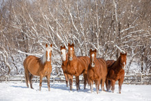 Herd Of Horse In Snow