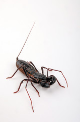 Wall Mural - Riesengeißelskorpion (Mastigoproctus giganteus) - giant whip scorpion