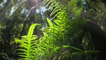 Green Ferns Scenic Jungle Rainforest Natural Ecosystem Cinematic Dolly Shot