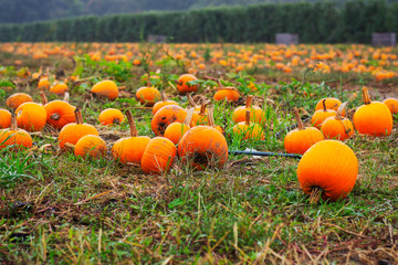 pumpkin patch in the autumn