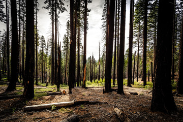 Ancient Sequoias, Mariposa Grove, Yosemite National Park, California 