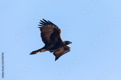 Golden Eagle Flying Seen In The Wild In North California