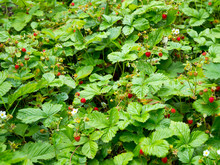 Large Plantation Of Wild Strawberries In The Garden