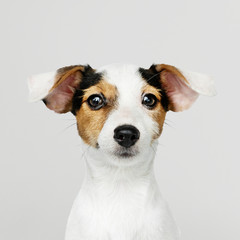 Sticker - Adorable Jack Russell Retriever puppy portrait