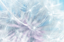 Blowball Dandelion Abstract Macro Blue Background. Shallow Depth Of Field