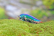Jewel beetles or metallic wood-boring beetles : One of the World's most beautiful insects with their iridescent colors and brilliant metallic colors from forest of Thailand.