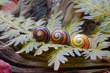 Wall Mural - Cuban land snail (Polymita picta) or Painted snail, World's most colorful land snail from Cuba. Endangered and protected species. Selective focus.