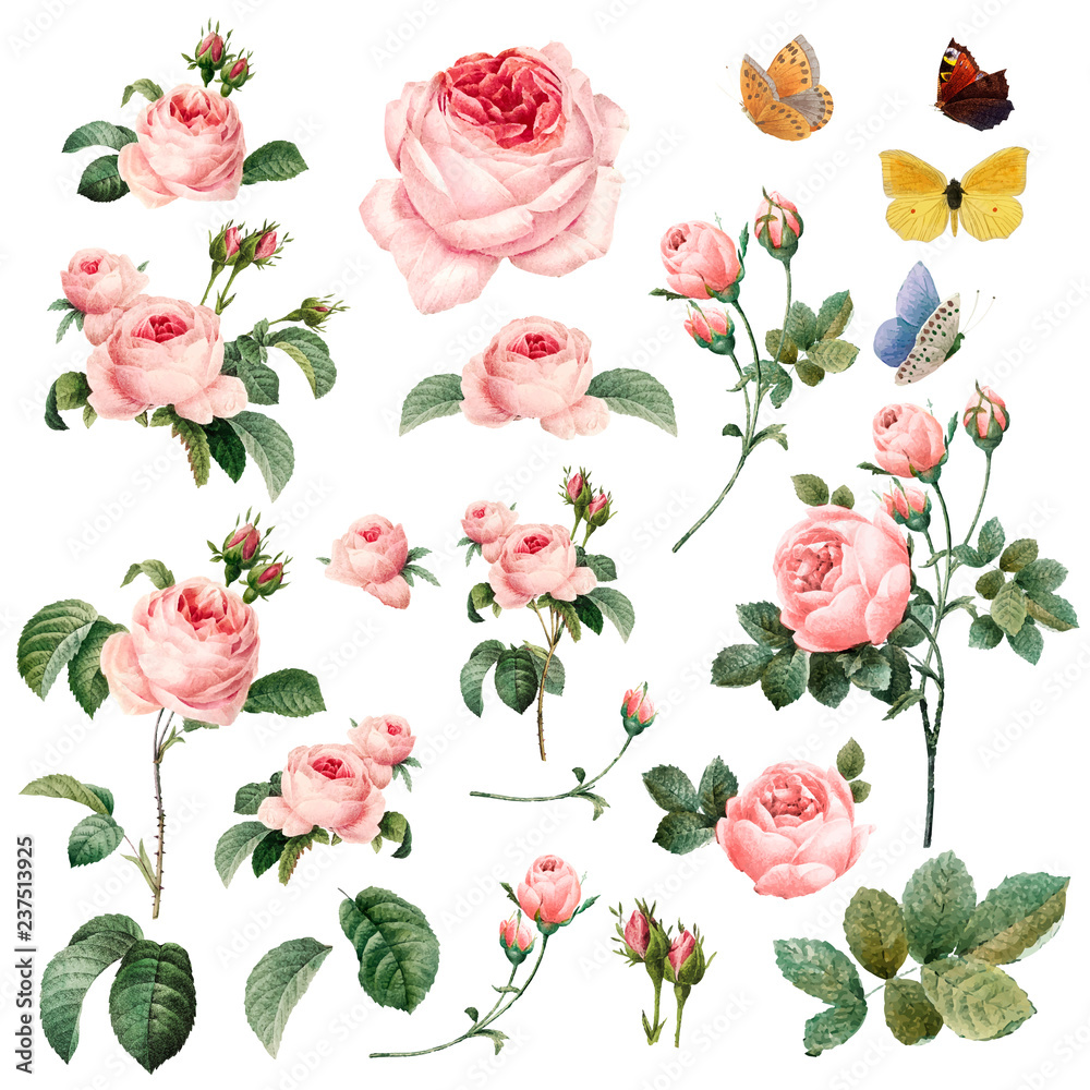 Hand drawn pink roses vector collection Stock Vector | Adobe Stock