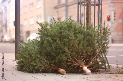 Fotografía Discarded christmas trees after the Holiday on the sidewalk.