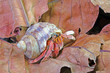 Hermit crab in nature, Selective focus , blurred background