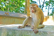 Southern pig-tailed macaque (Macaca nemestrina) in nature of tropical forest in Phuket Thailand.