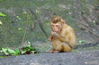 Southern pig-tailed macaque (Macaca nemestrina) in nature of tropical forest in Phuket Thailand.