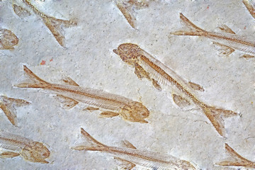 Wall Mural - Fossil : Lycoptera Fish fossil from Liaoxi China, its lived from the late Jurassic to Cretaceous periods in present-day in China