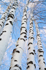 Wall Mural - Trunks of beautiful birches trees against the blue sky.  Winter landscape
