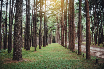 Wall Mural - pine forest