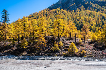 Wall Mural - pine forest in autumn