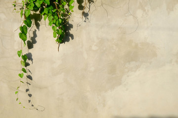 Canvas Print - ivy on cement wall