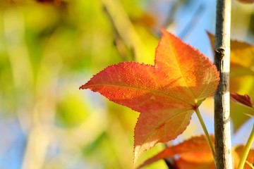 Wall Mural - Close up orange and red maple leaf with  colorful leaves and blue sky in autumn background. Nature concept.