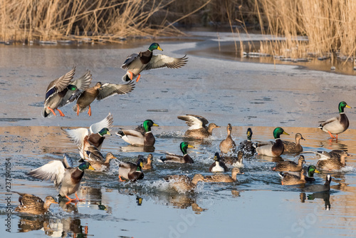 A group of ducks (common mallard) are flying and landing in a pond during a sunny day in winter Tableau sur Toile
