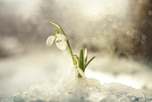 Flowers Spring First White Snowdrops In The Fallen Snow. Art Photo With Soft Selective Focus.
